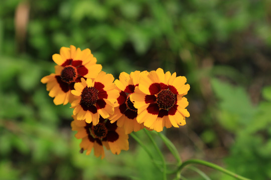 金鸡菊