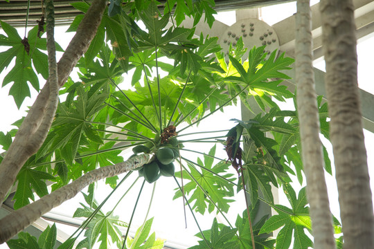 上海辰山植物园里的番木瓜