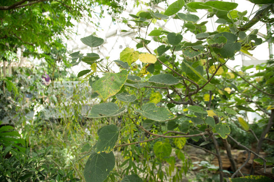 植物园里的非洲芙蓉