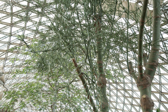 上海辰山植物园里的光棍树
