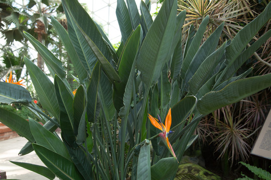 热带植物园里的鹤望兰