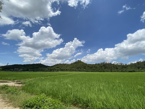 蓝天水稻