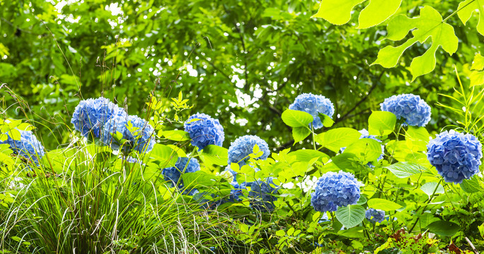 绣球花