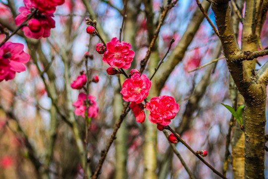 碧桃花