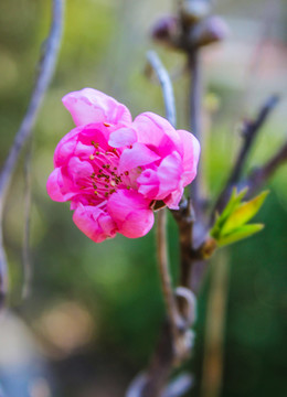 碧桃花