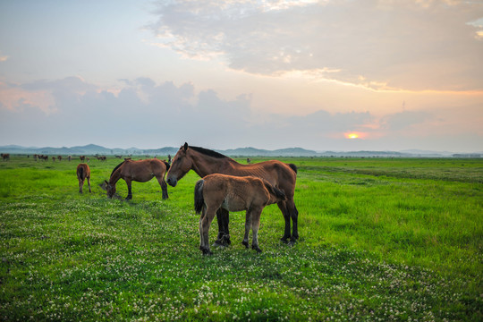 马和草原夕阳