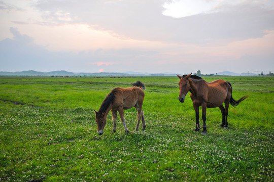 马和草原夕阳