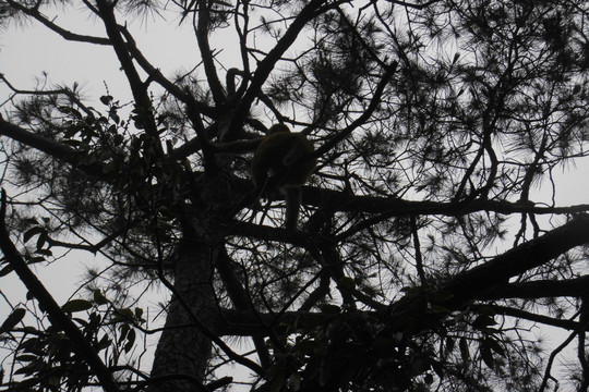 夜幕下树上的猴子