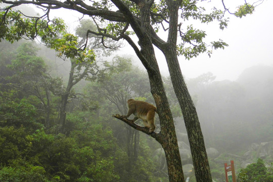 树枝上的猴子