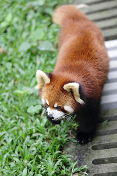 小熊猫