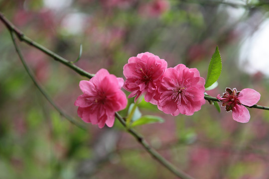 桃花