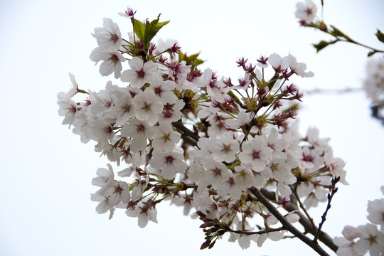 樱花花枝