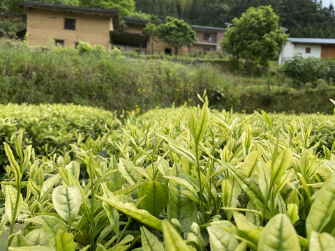 茶园茶叶特写