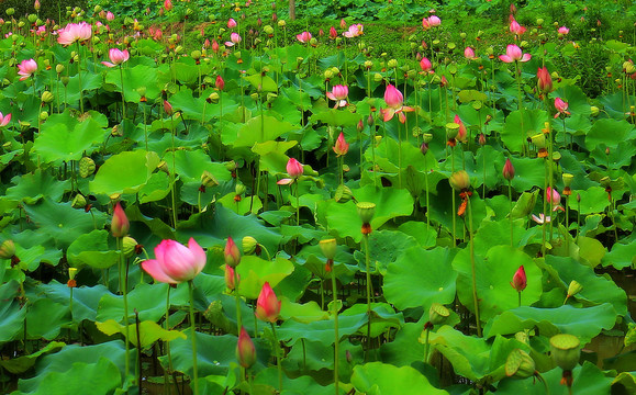 夏季荷花