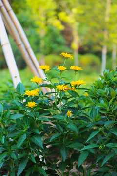 日光菊