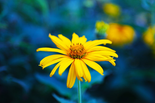 日光菊