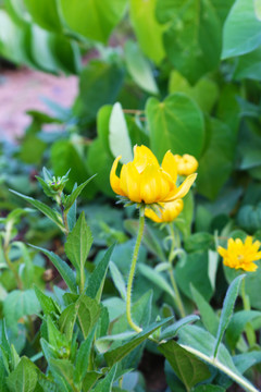 日光菊