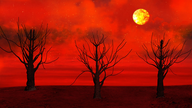 红色天空和枯树