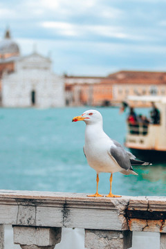 威尼斯海鸥