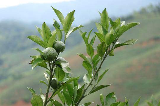 青柠檬