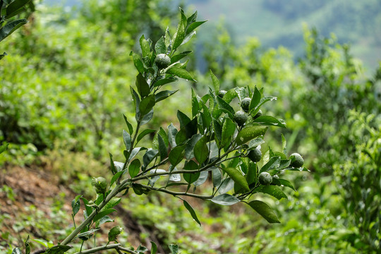 青柠檬