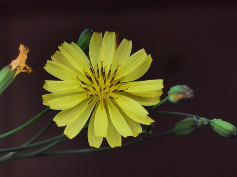 小黄花