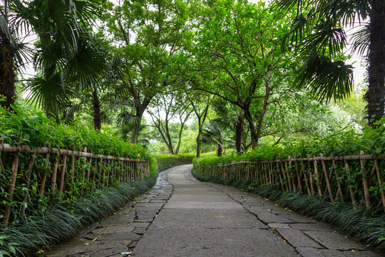 林荫小路