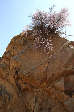 大青山扁桃花