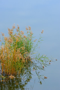 水中芦苇