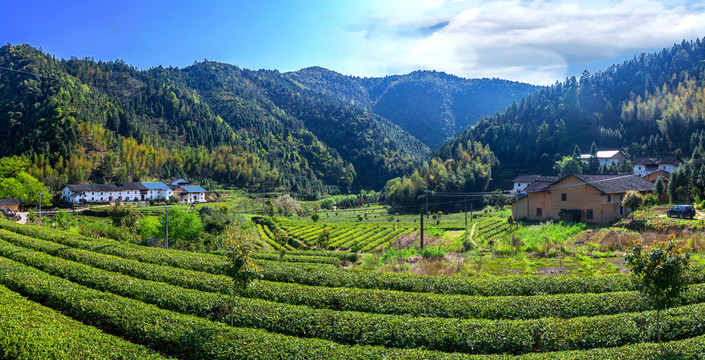 高山茶园远景