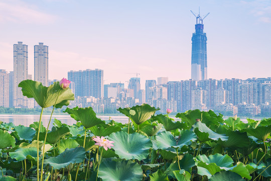 武汉城市建筑天际线和沙湖风光