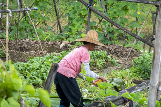 在菜园劳动的妇女