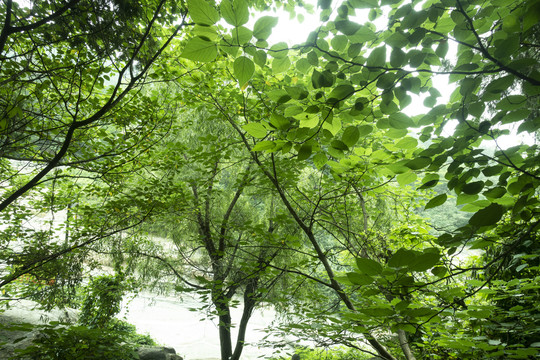 大山植被大树