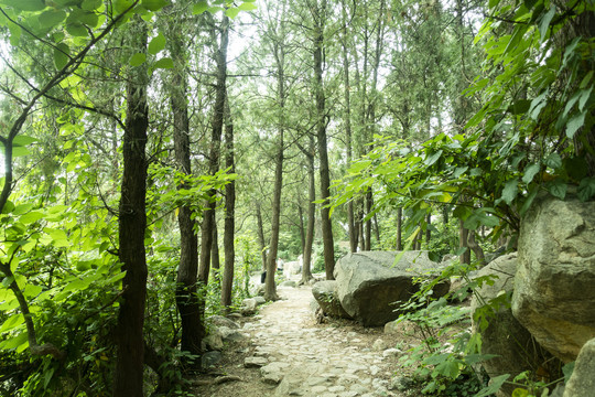 大山植被大树