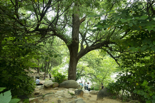 大山植被大树