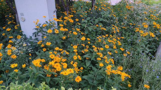 野花花卉鲜花盛开