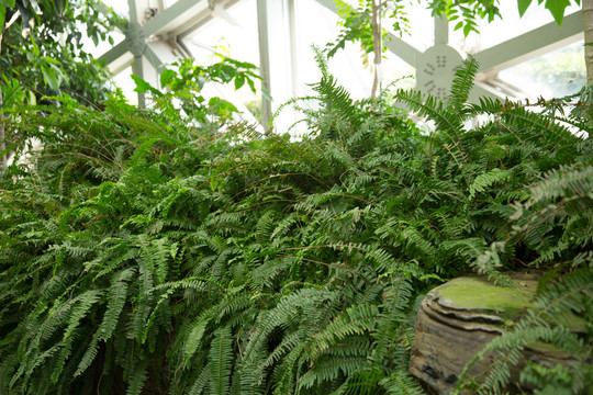 上海辰山植物园里的厥类植物