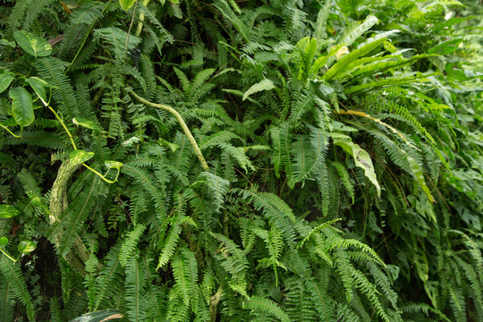 上海辰山植物园里的厥类植物