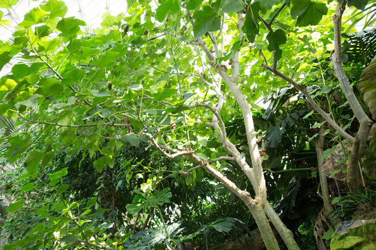 植物园里的麻风树