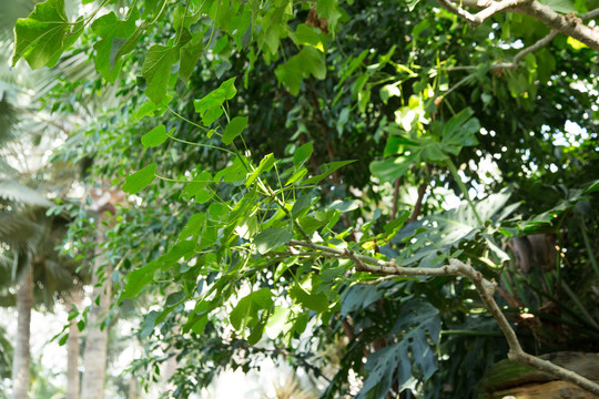 植物园里的麻风树