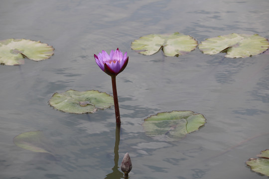 莲花紫色高清大图