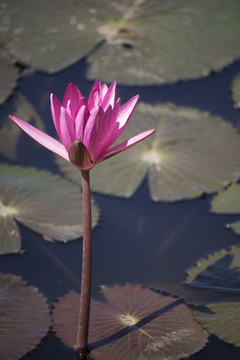 莲花粉色高清大图