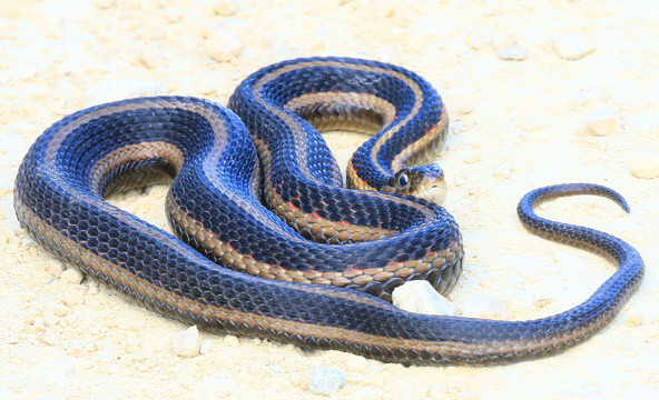 束带蛇
