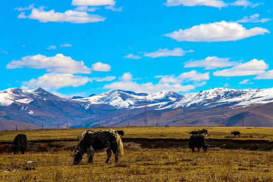 雪山草原牦牛