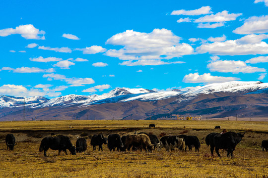 雪山草原牦牛