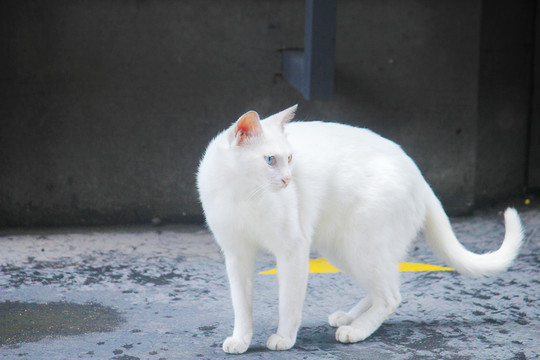 一只可爱的白色猫咪