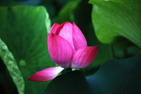 荷花