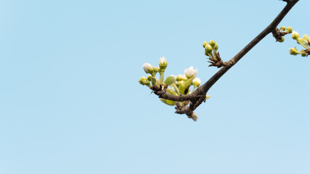 春天春季花草树木梨树花开一支梨