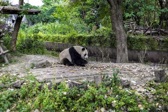 成都大熊猫繁育基地