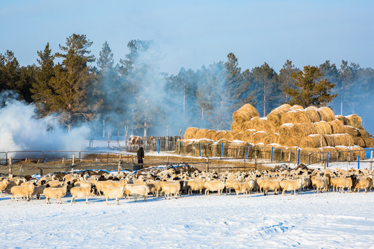 冬季饲养羊群